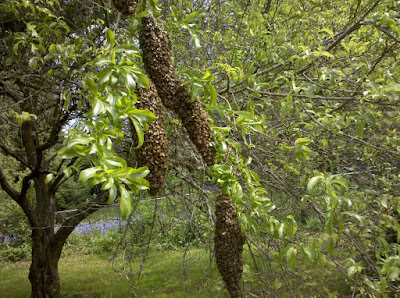 A very large swarm hanging from a tree